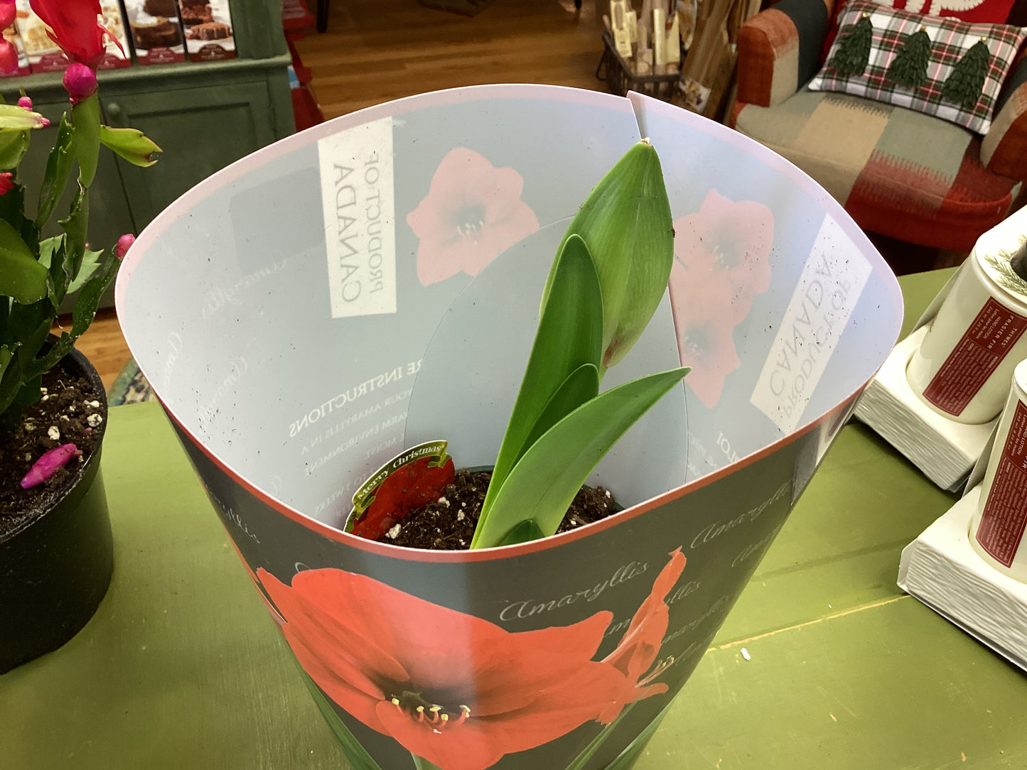 Amaryllis 6” Plant