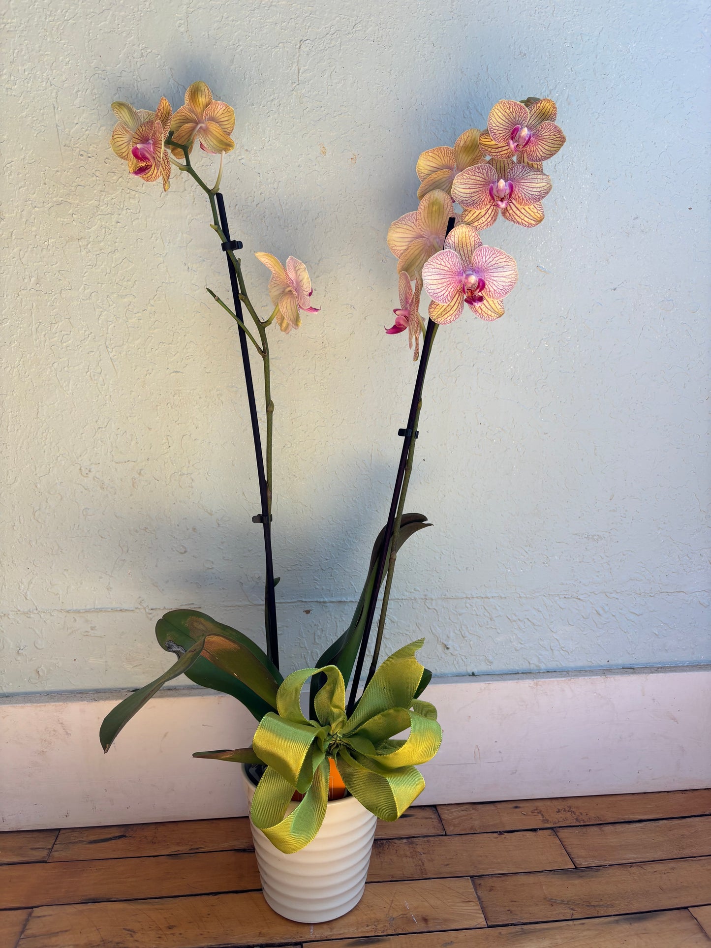 Orchids