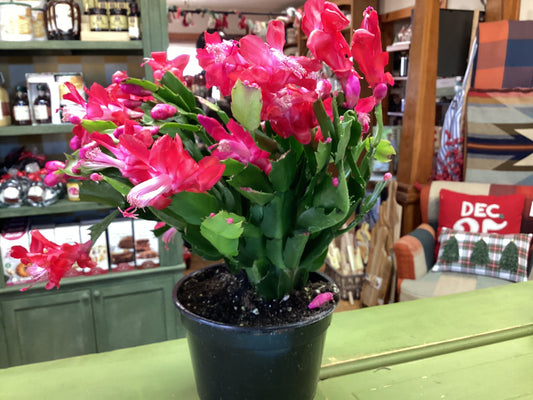 Christmas Cactus 6”