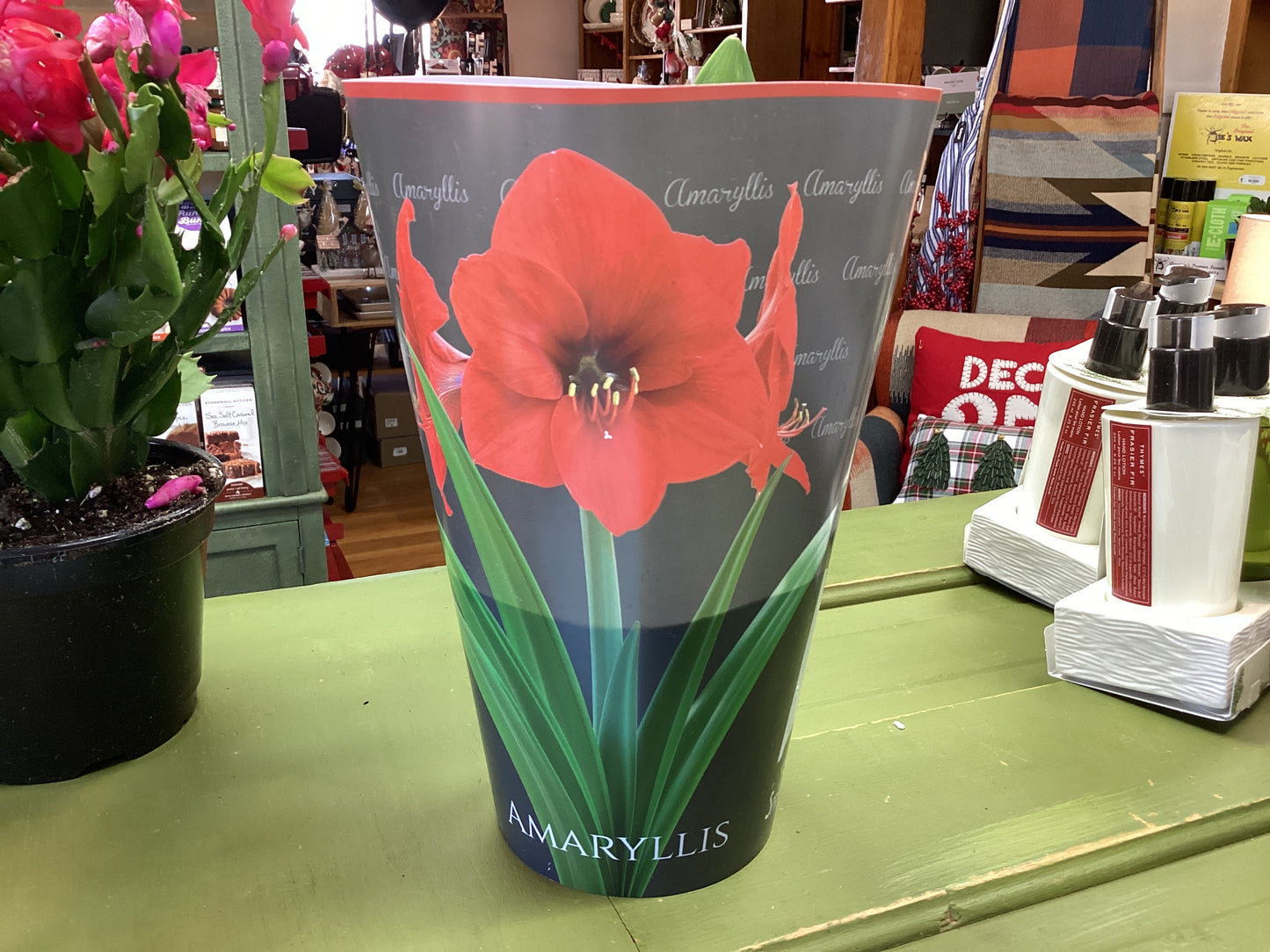 Amaryllis 6” Plant