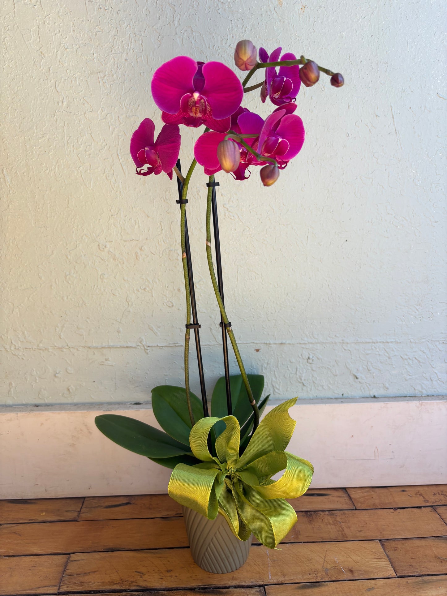 Orchids