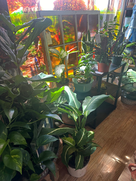 Variety of Plants- Please Call to Order