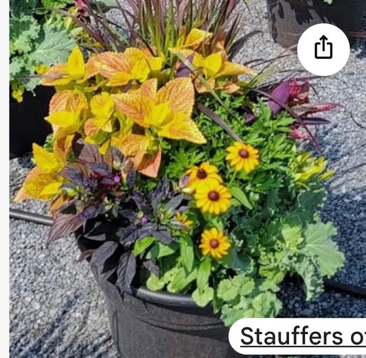 Mixed Fall Pots